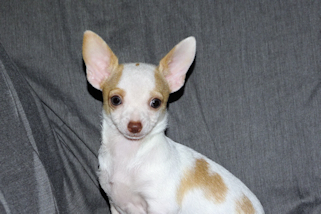 Ziggy - Fawn & White Spotted Smoothcoat Male Chihuahua Puppy