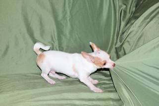 Ziggy - Fawn & White Spotted Smoothcoat Male Chihuahua Puppy
