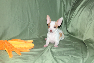 Ziggy - Fawn & White Spotted Smoothcoat Male Chihuahua Puppy