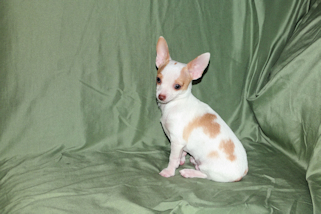 Ziggy - Fawn & White Spotted Smoothcoat Male Chihuahua Puppy
