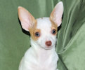 Ziggy - Fawn & White Spotted Smoothcoat Male Chihuahua Puppy