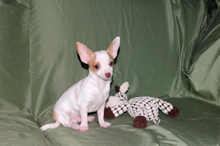 Ziggy - Fawn & White Spotted Smoothcoat Male Chihuahua Puppy