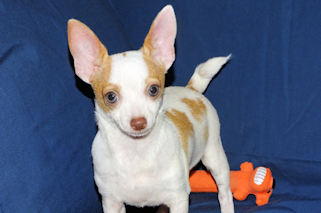 Ziggy - Fawn & White Spotted Smoothcoat Male Chihuahua Puppy