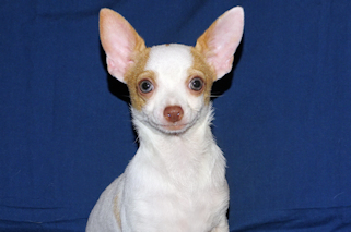 Ziggy - Fawn & White Spotted Smoothcoat Male Chihuahua Puppy