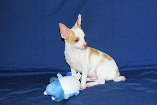 Ziggy - Fawn & White Spotted Smoothcoat Male Chihuahua Puppy