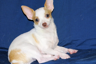 Ziggy - Fawn & White Spotted Smoothcoat Male Chihuahua Puppy