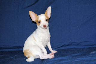 Ziggy - Fawn & White Spotted Smoothcoat Male Chihuahua Puppy