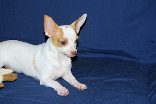 Ziggy - Fawn & White Spotted Smoothcoat Male Chihuahua Puppy